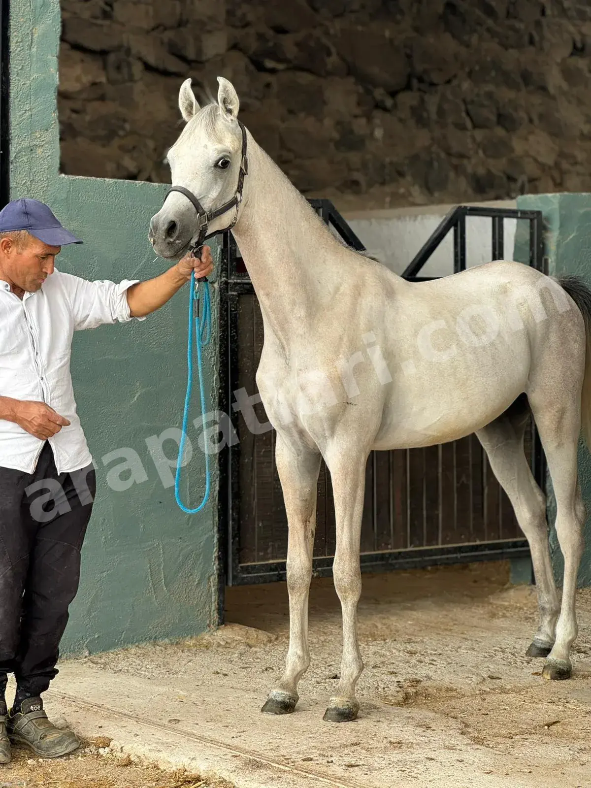 At Nalı