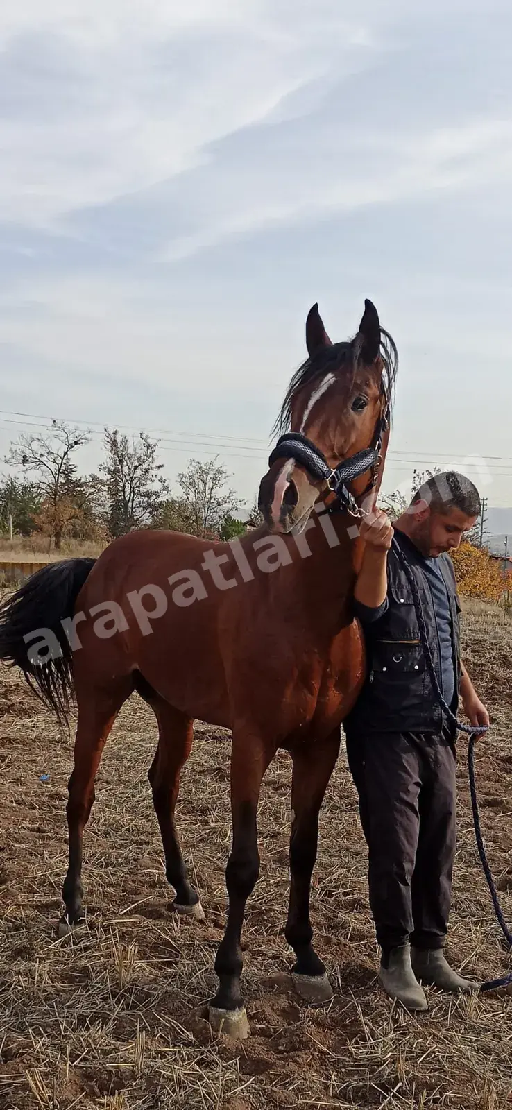 Ankara At Binme