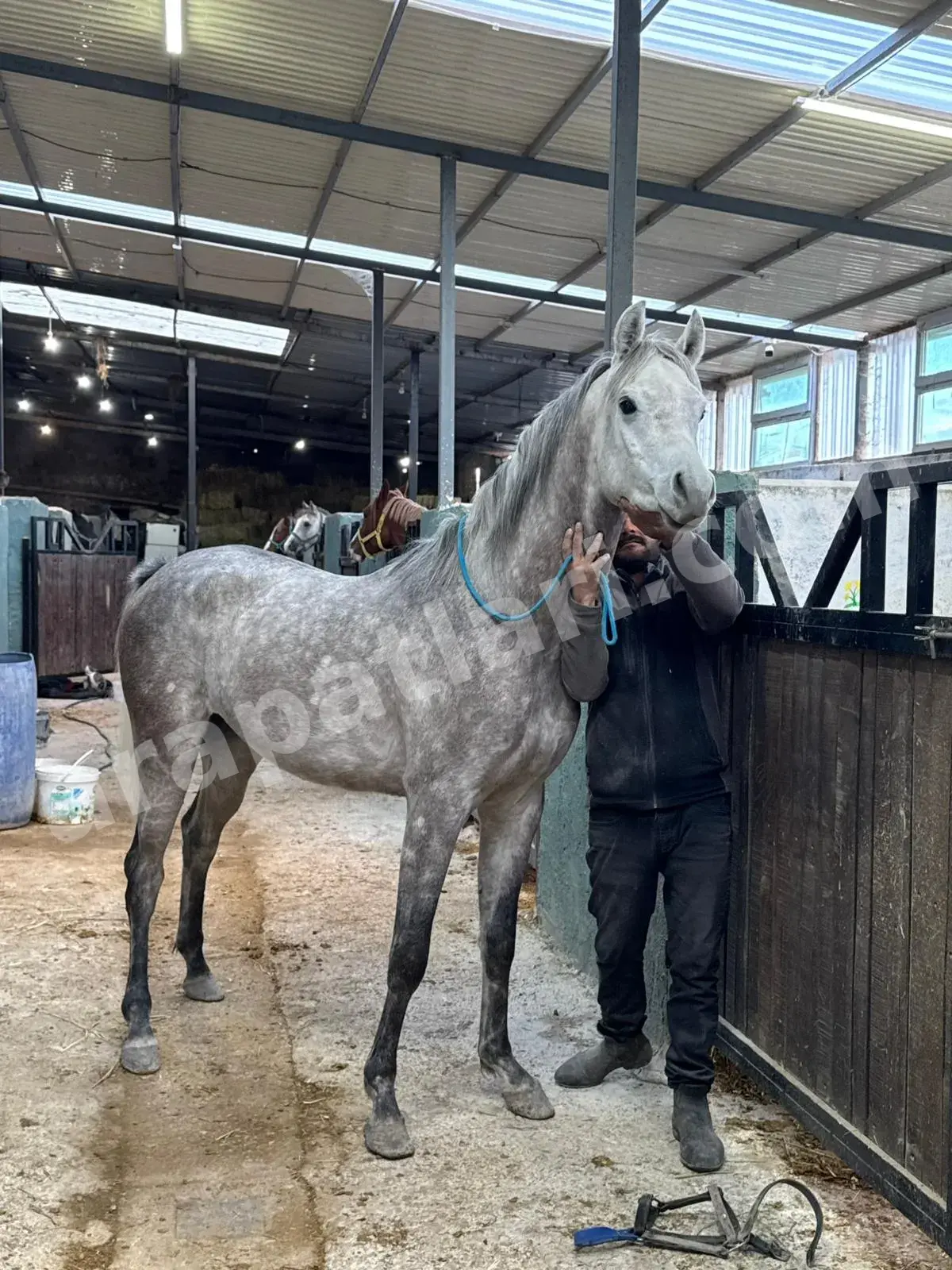 Yarış Atı İsimleri