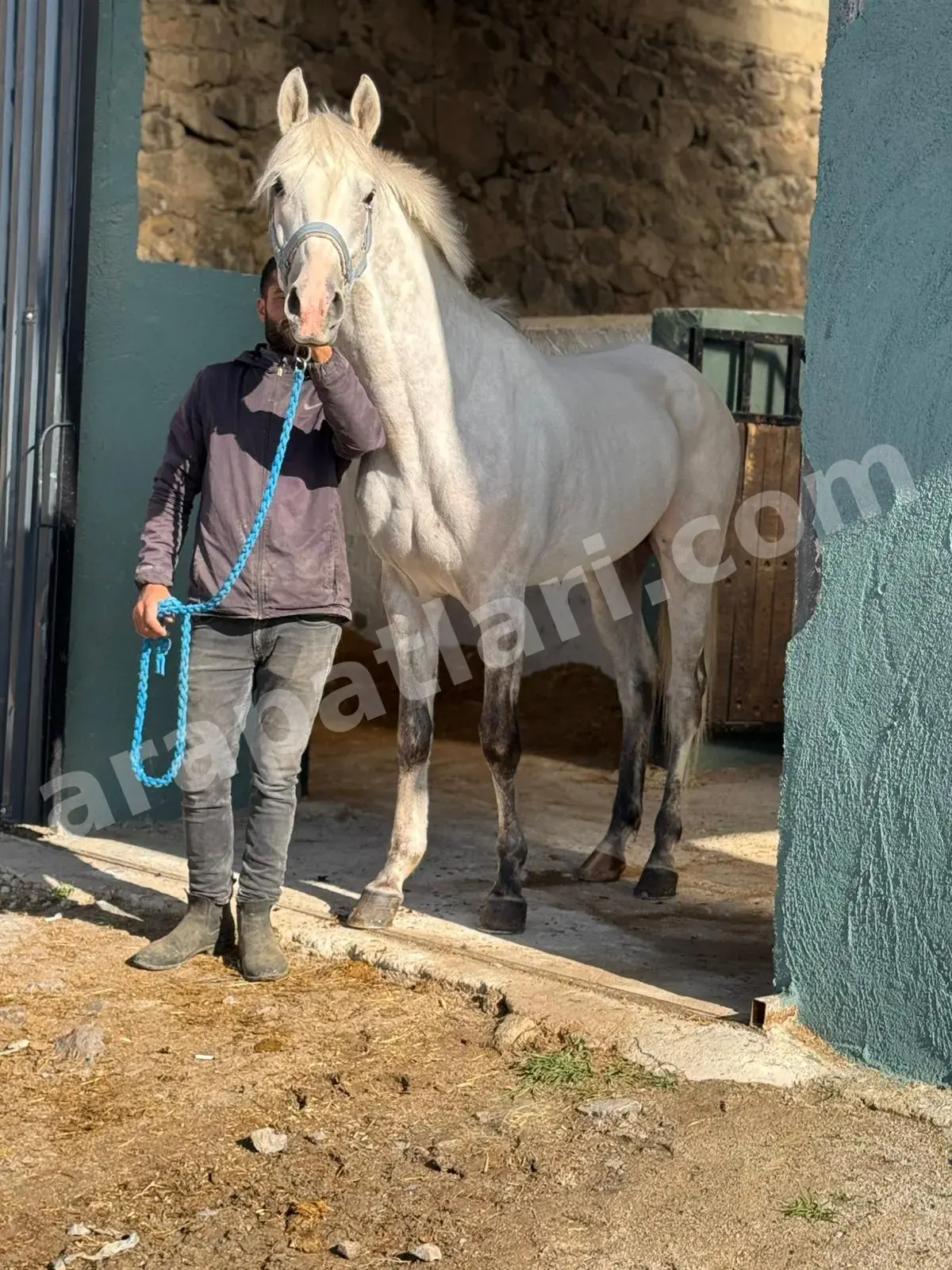Atlara Vurulan İğne