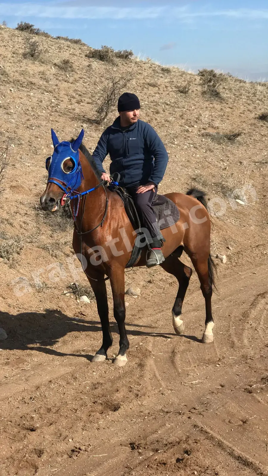 Arapatları Instagram paylaşımı — safkan Arap atı