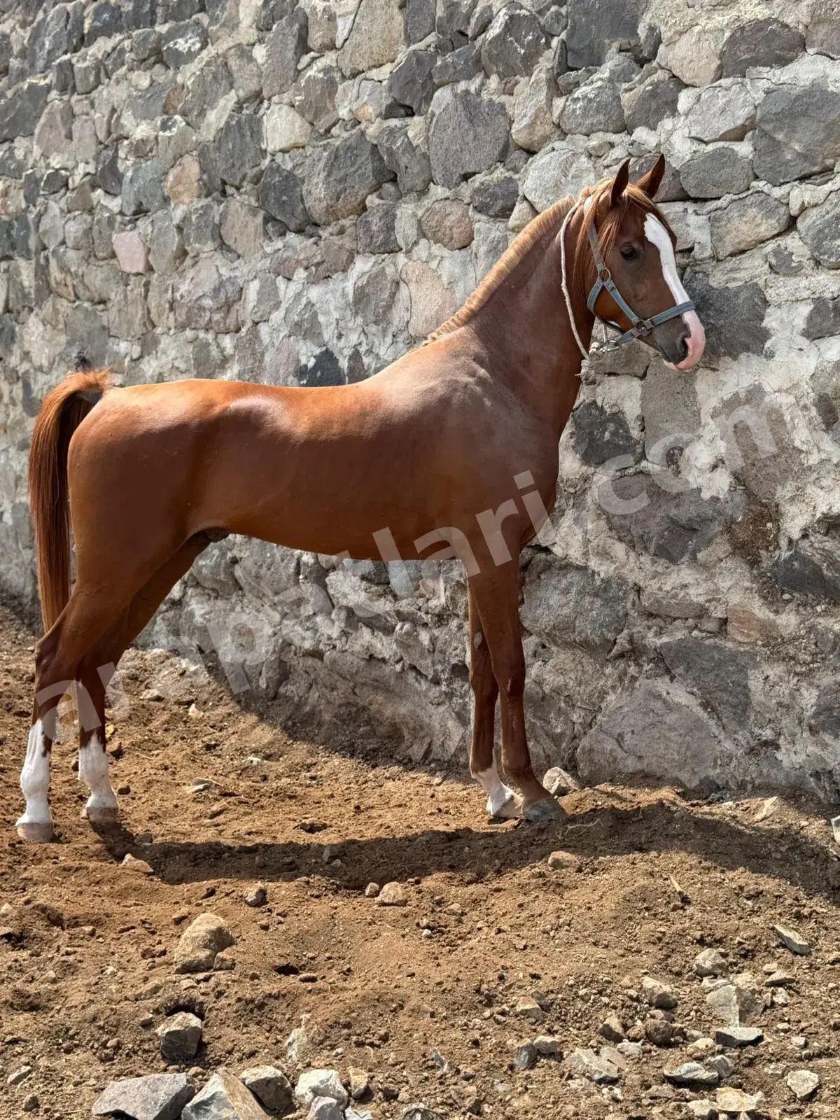 Karantina ve dinlenme bölümü — yeni gelen atlar için