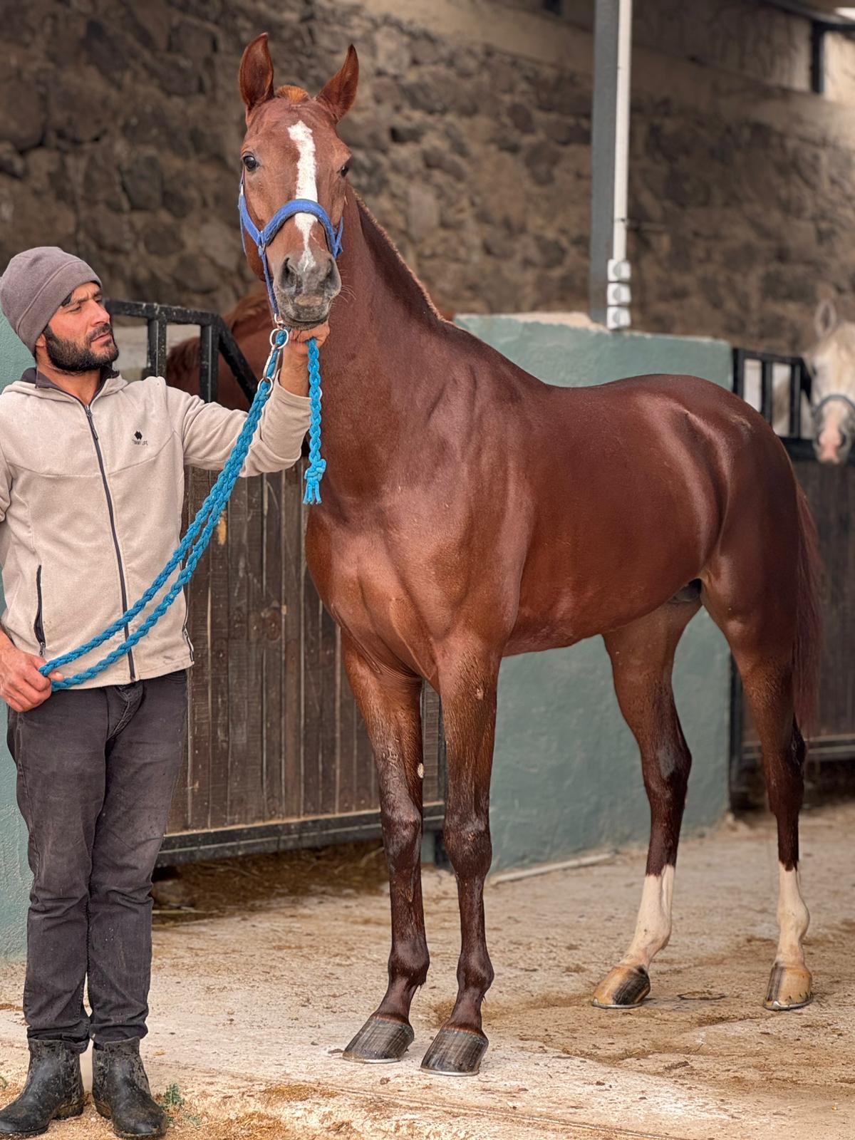 Satılık Arapatları 1