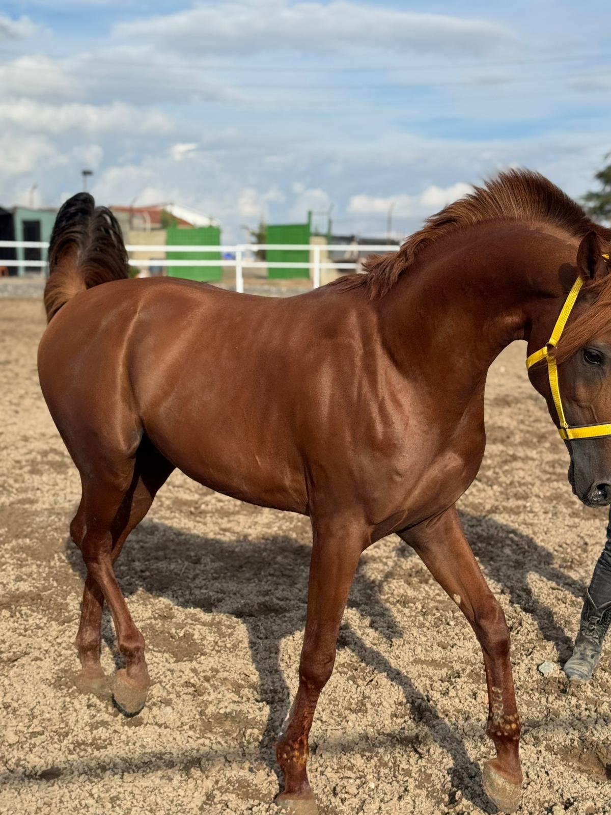Atlar Nerede Yaşar?