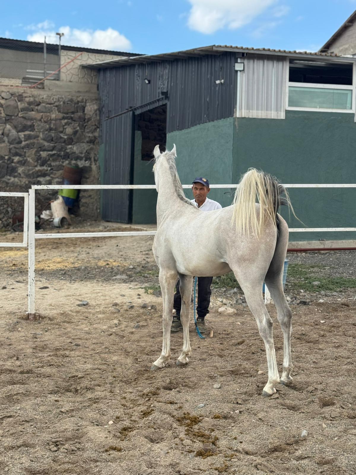 Atlar Kaç Ayda Doğum Yapar?