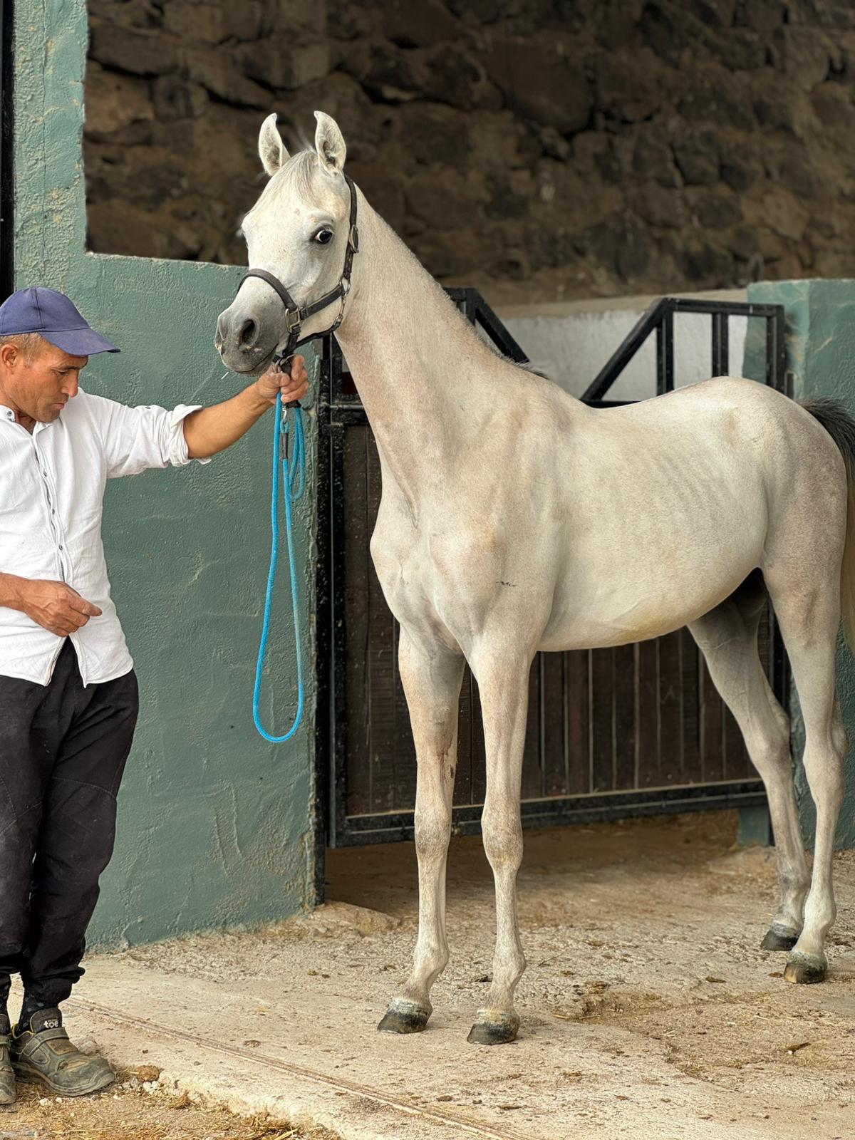 Satılık Arapatları 3