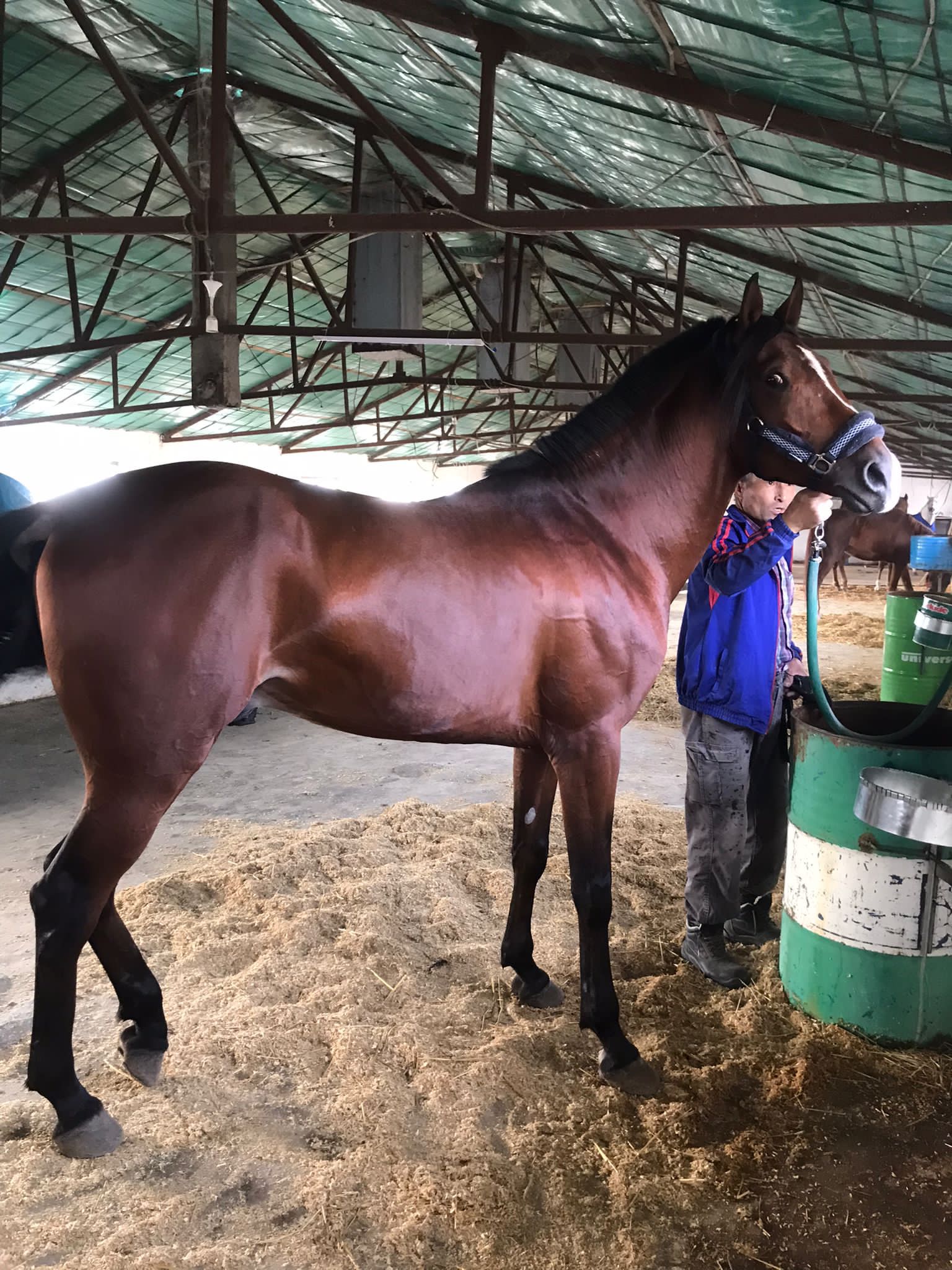 At Binme Kıyafetleri