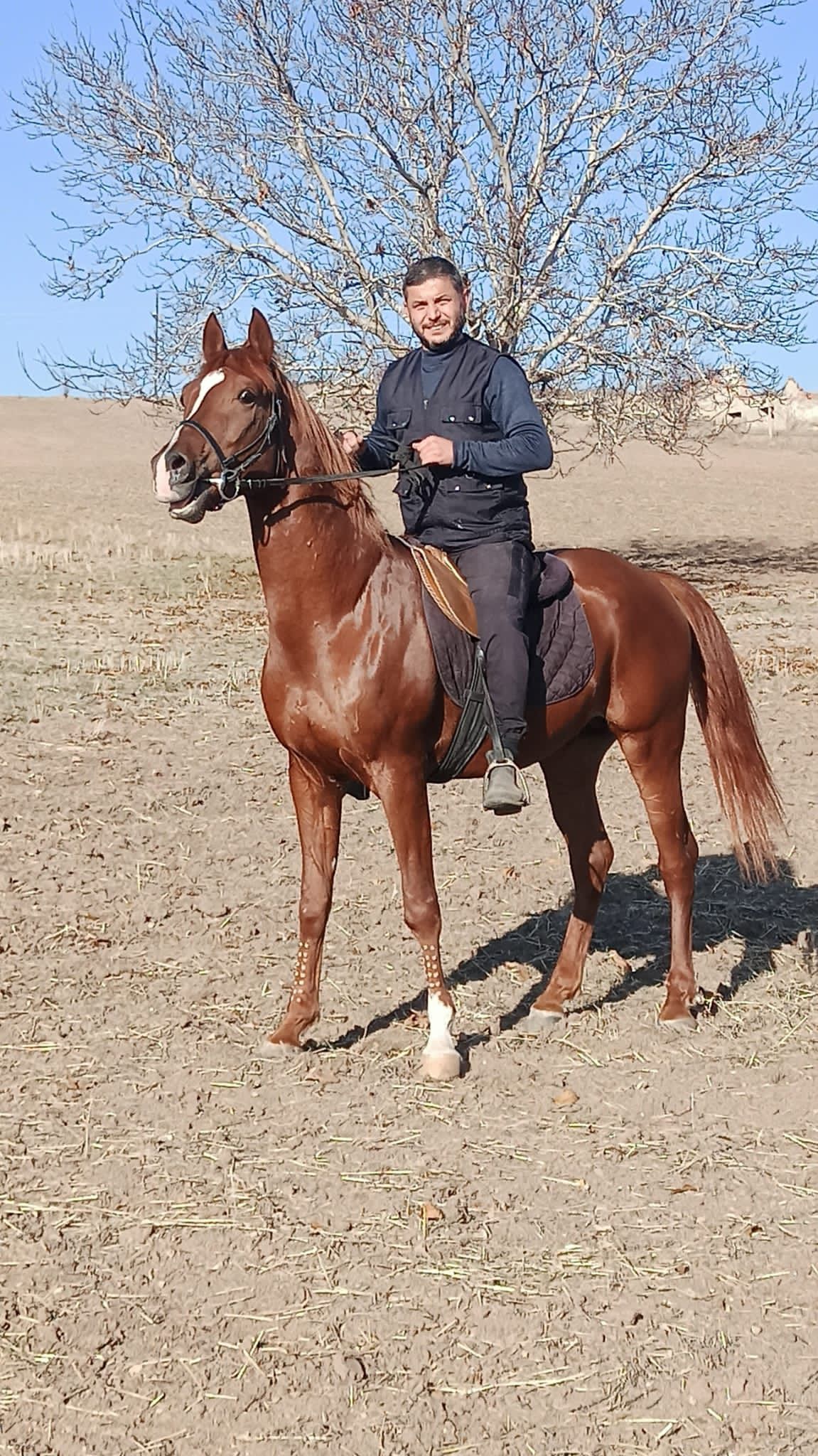 En Hızlı Arap Atı