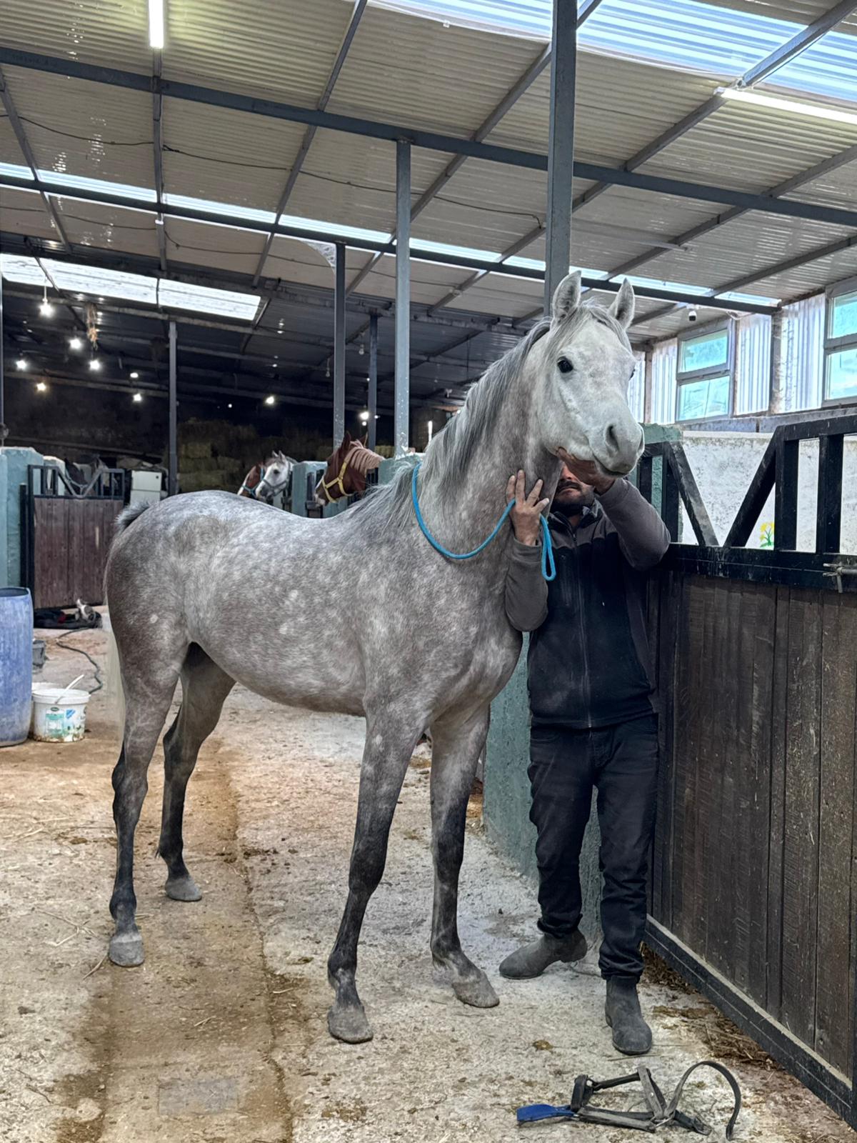 Yarış Atı İsimleri