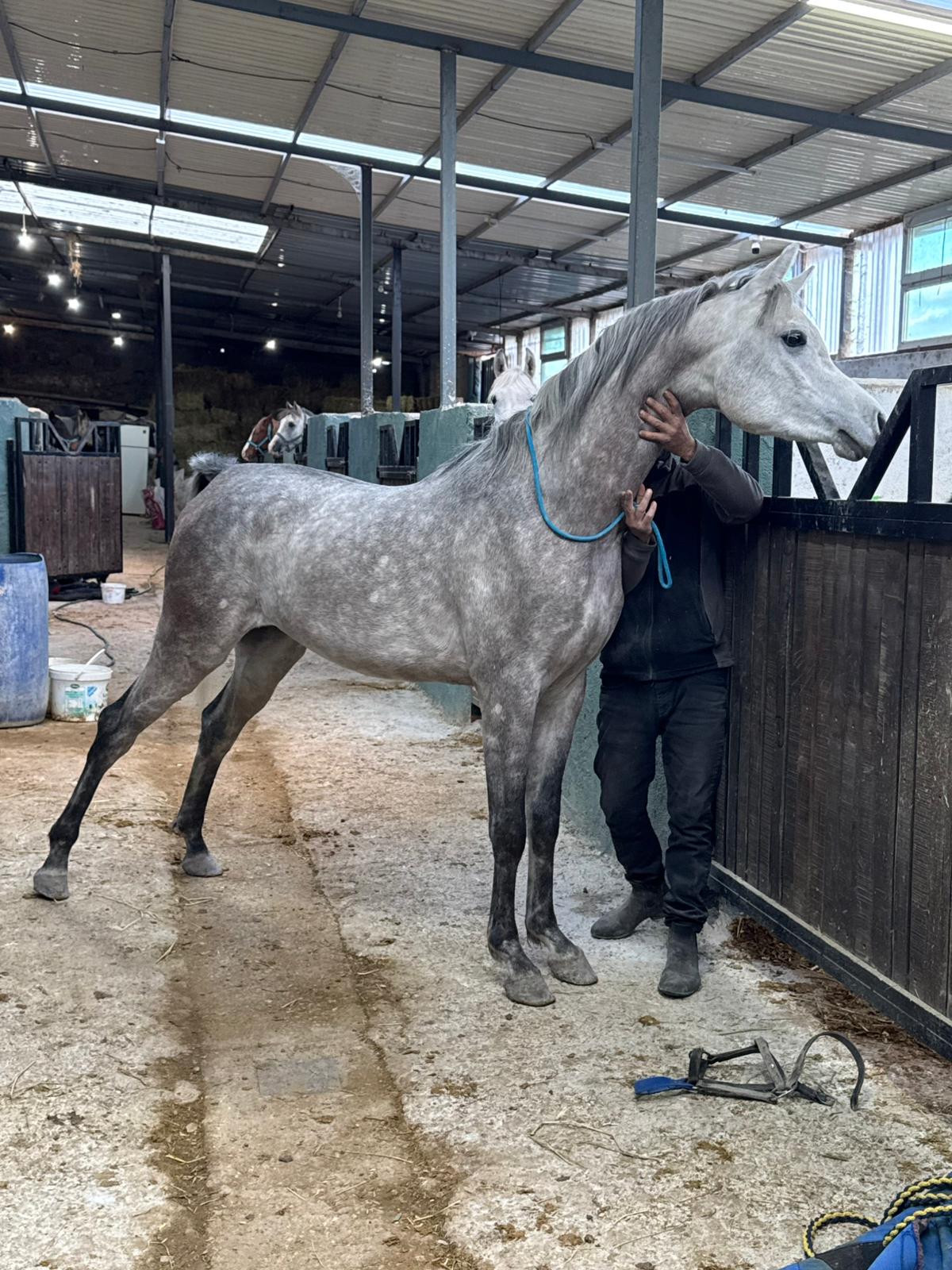 Rüyada Koşan At Görmek